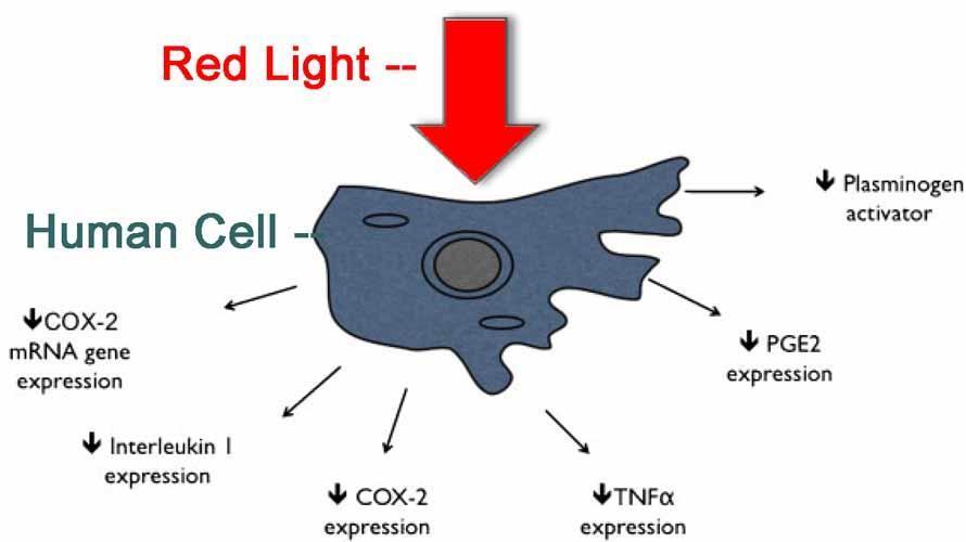 Red light on human cell